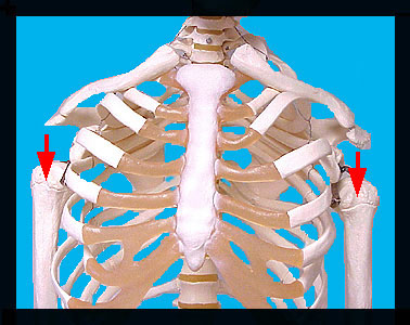 Humerus 1